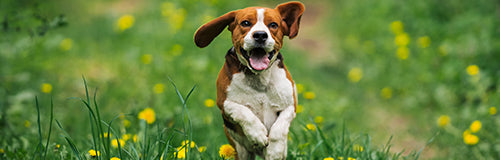 Beagle Freedom Project