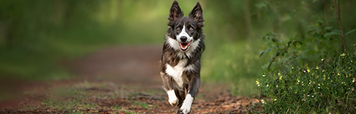 Border Collie Rescue & Rehab