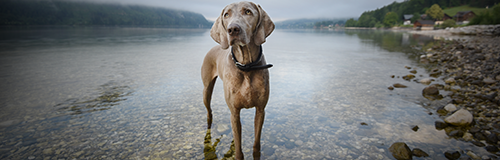 Great Lakes Weim Rescue