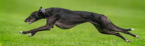 Greyhound Adpt. League, TX
