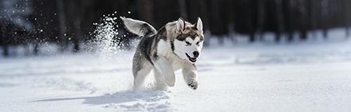 Husky Halfway House