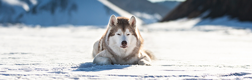 Texas Husky Rescue