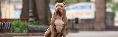 It's a Pittie