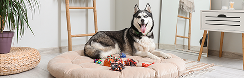 Jailbreak Husky