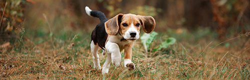 Midwest BREW Beagle Rescue