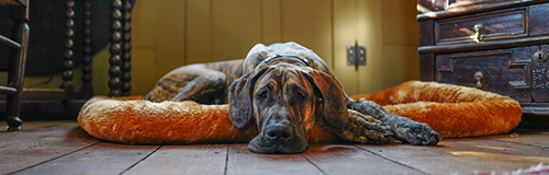 Save Rocky the Great Dane